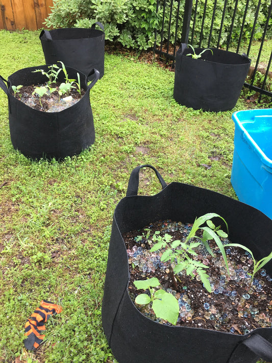Pandemic-Motivation-for-Gardening π Blu Rose's Garden LLC π