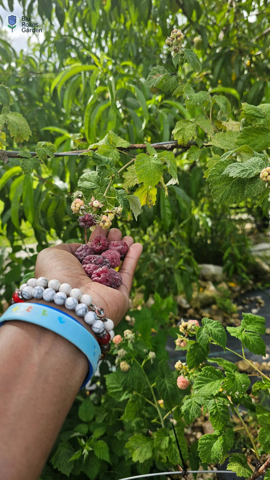 There-s-Enough-for-Everyone-Why-Food-Shelter-Truth-Should-Be-Human-Rights ๐ Blu Rose's Garden LLC ๐ ๐ Blu Rose's Garden LLC ๐