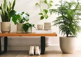 Book Now: Bring Serenity to Your Indoor Spaces đź’™ Blu Rose's Garden LLC đź’™