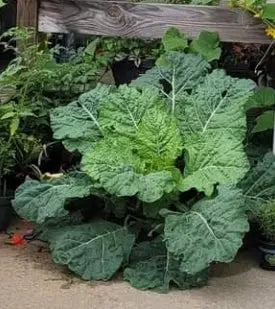 Book Now: Garden Plot Rentals π Blu Rose's Garden LLC π
