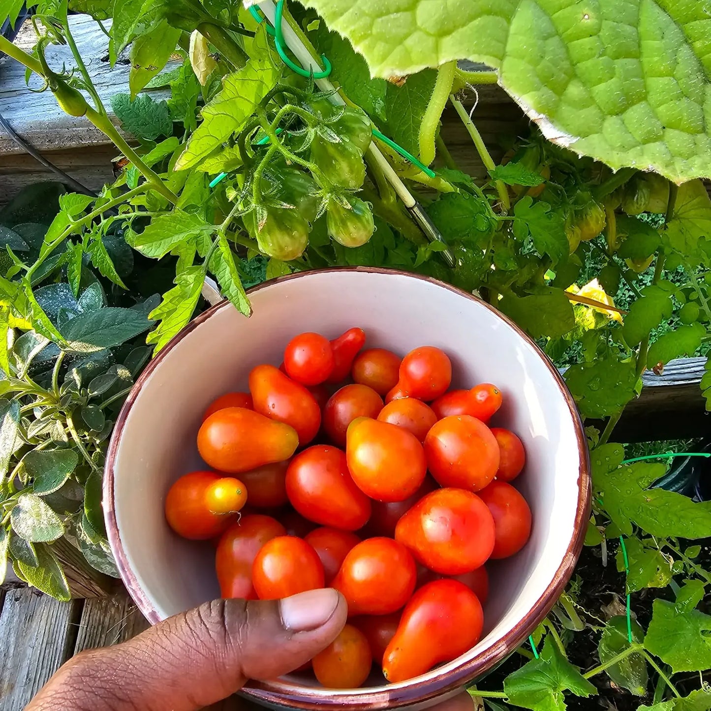 Book Now: Garden Plot Rentals π Blu Rose's Garden LLC π