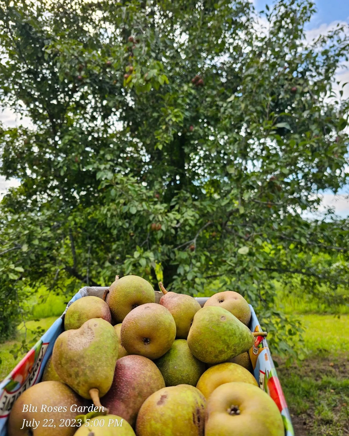 Book Now: Garden Plot Rentals ๐ Blu Rose's Garden LLC ๐