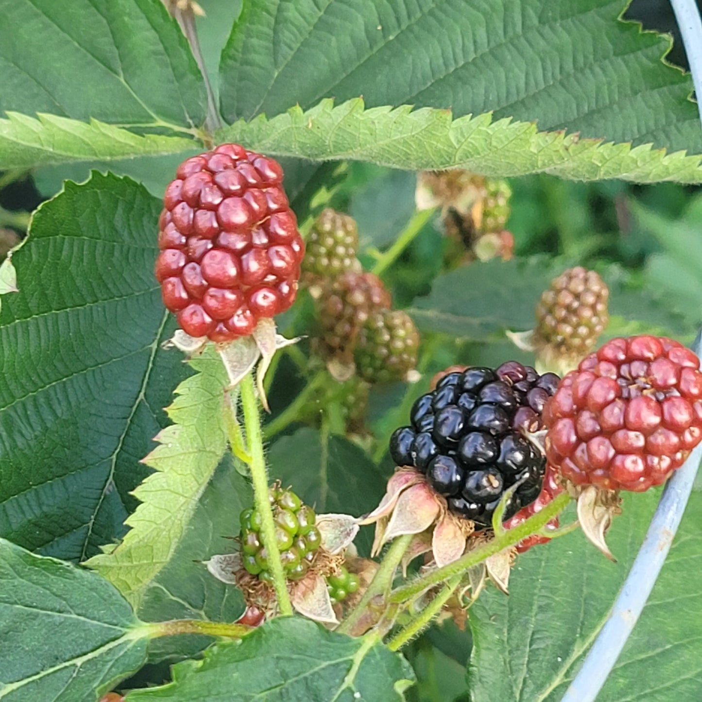 Book Now: Garden Plot Rentals π Blu Rose's Garden LLC π