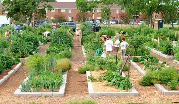 Book Now: Garden Plot Rentals π Blu Rose's Garden LLC π
