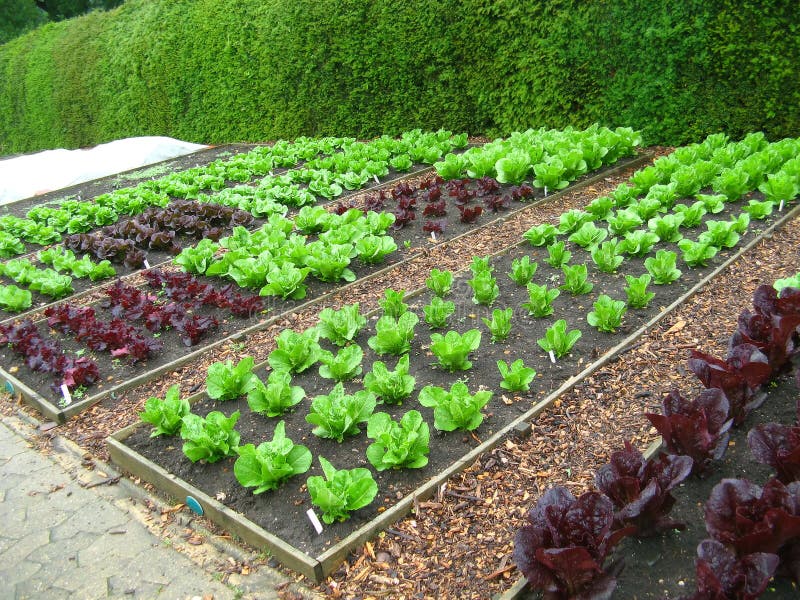 Book Now: Garden Plot Rentals π Blu Rose's Garden LLC π