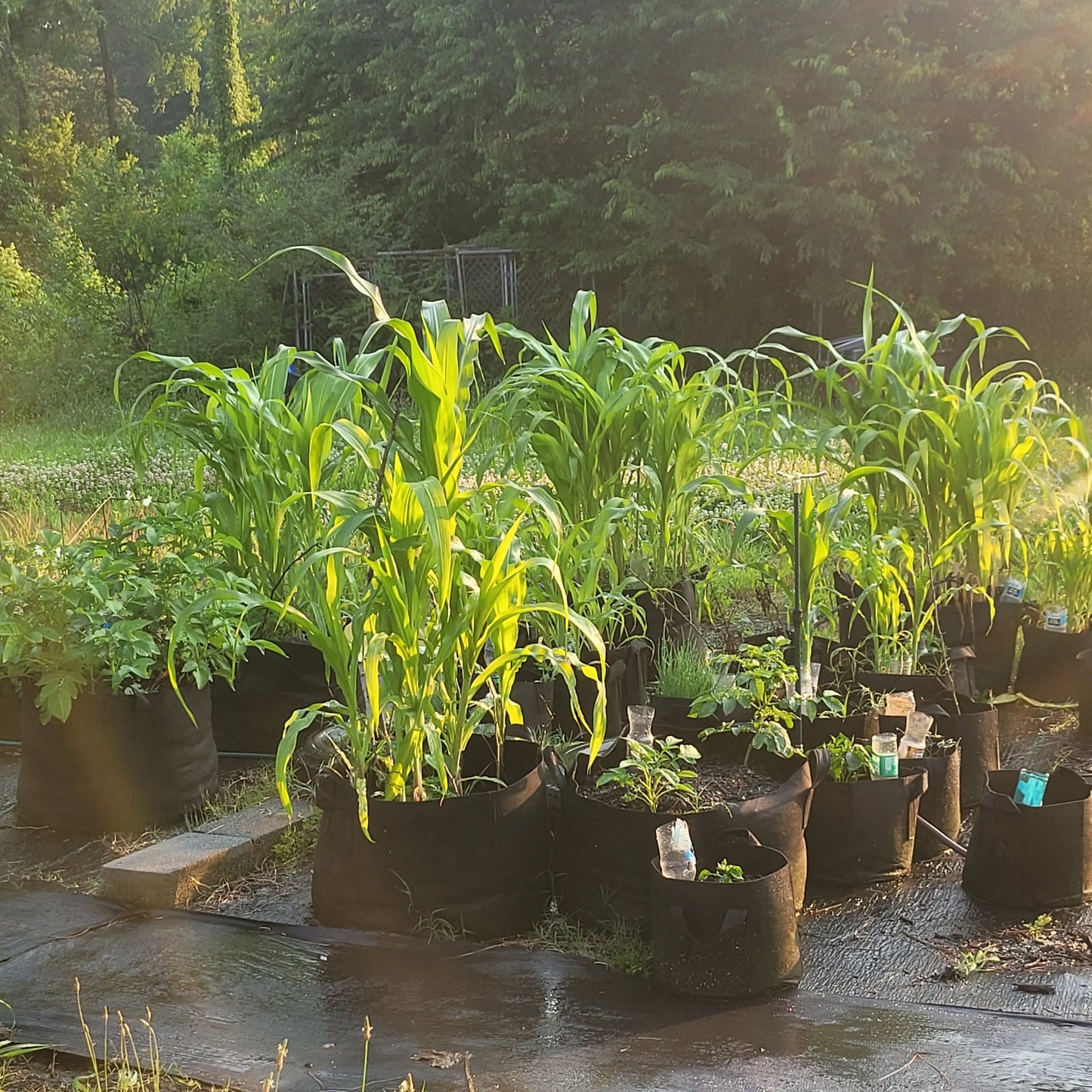 Book Now: Garden Plot Rentals π Blu Rose's Garden LLC π