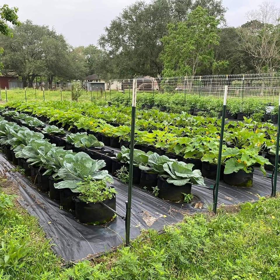 Book Now: Garden Session- Monthly π Blu Rose's Garden LLC π