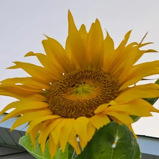Book Now: Garden Session- Monthly π Blu Rose's Garden LLC π