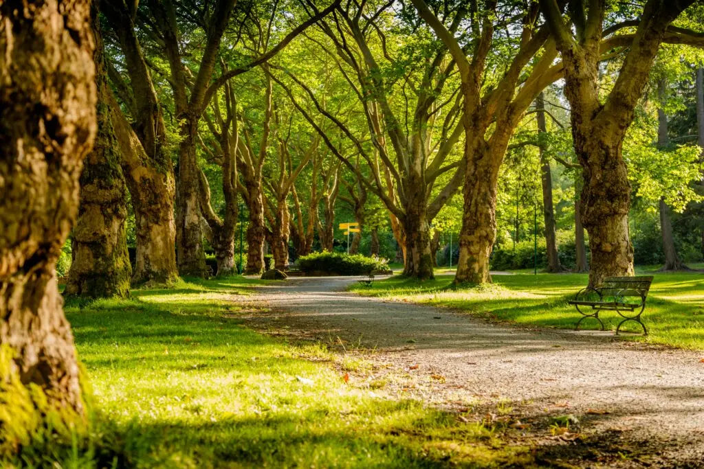 Book Now: Nature Escape Personalized Wellness Walks π Blu Rose's Garden LLC π
