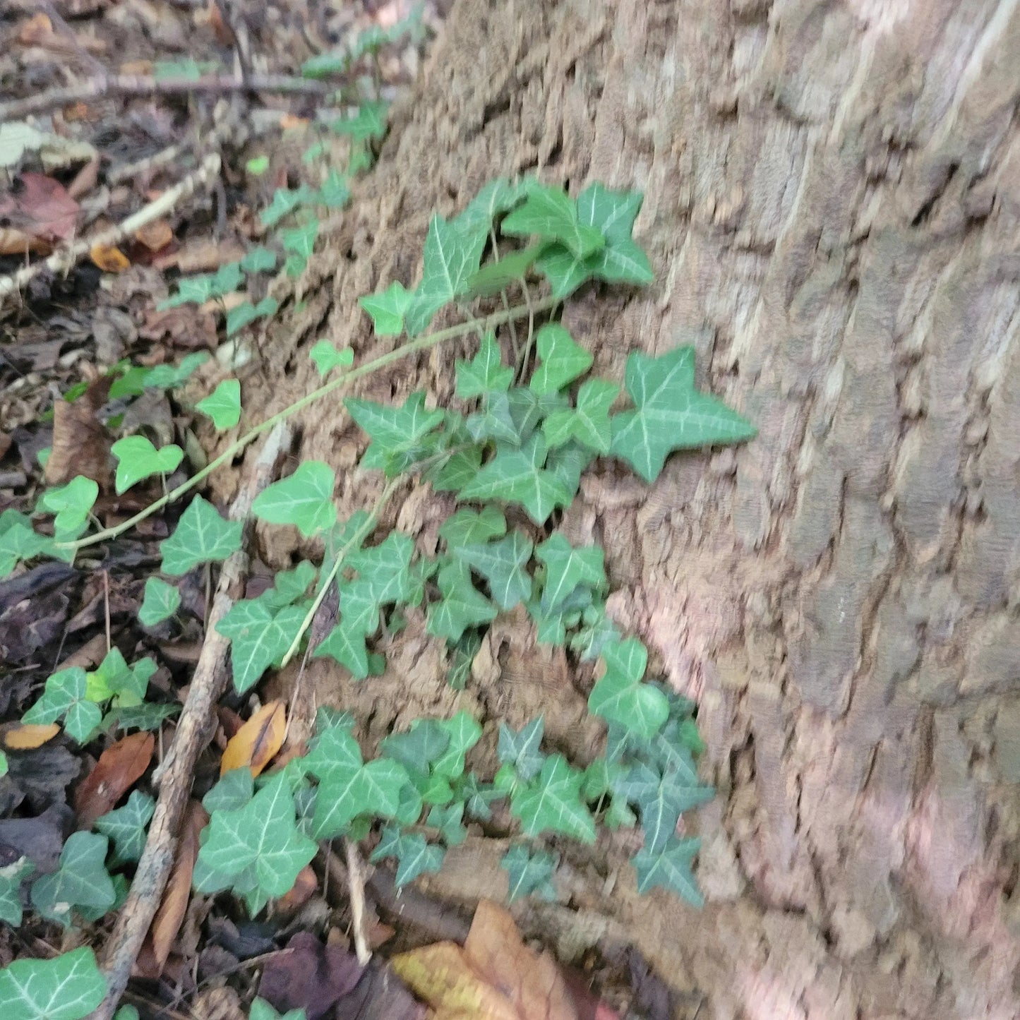 Book Now: The 34-acre Wildwood Challenge: Master-Level Hike π Blu Rose's Garden LLC π