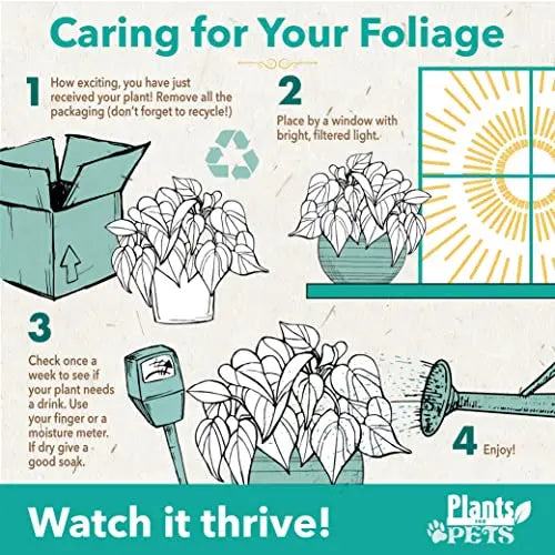 Easy to Grow Houseplants (Pack of 6), Live House Plants in Containers, Growers Choice Plant Set in Planters with Potting Soil Mix, Home Décor Planting Kit or Outdoor Garden Gifts by Plants for Pets - 💙 Blu Rose's Garden LLC 💙
