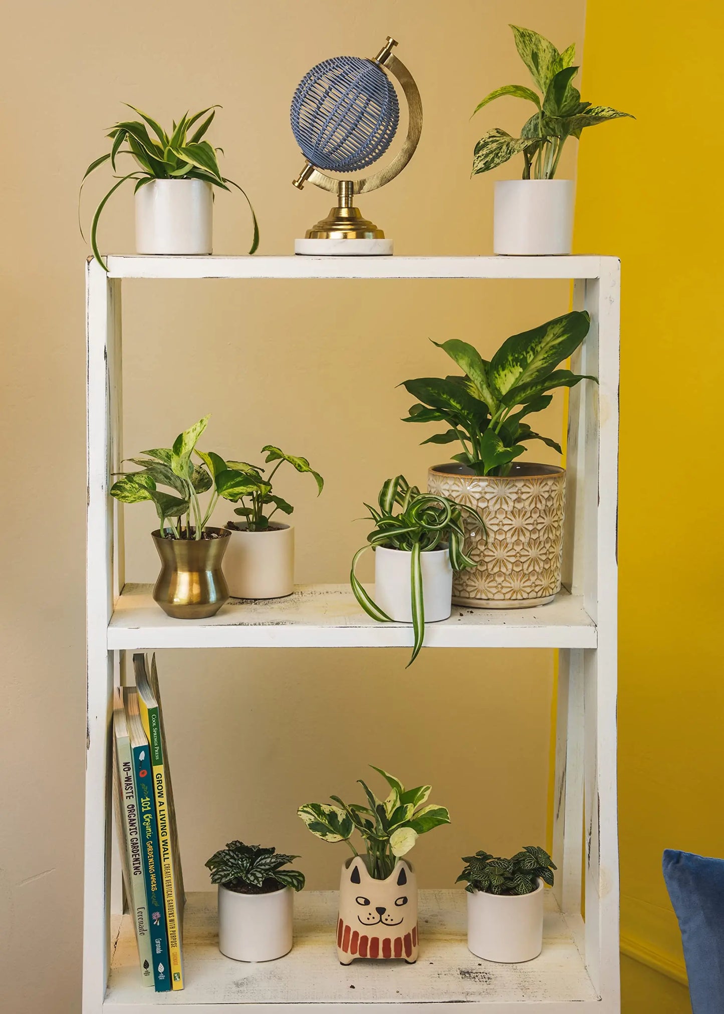 Easy to Grow Houseplants (Pack of 6), Live House Plants in Containers, Growers Choice Plant Set in Planters with Potting Soil Mix, Home Décor Planting Kit or Outdoor Garden Gifts by Plants for Pets - 💙 Blu Rose's Garden LLC 💙