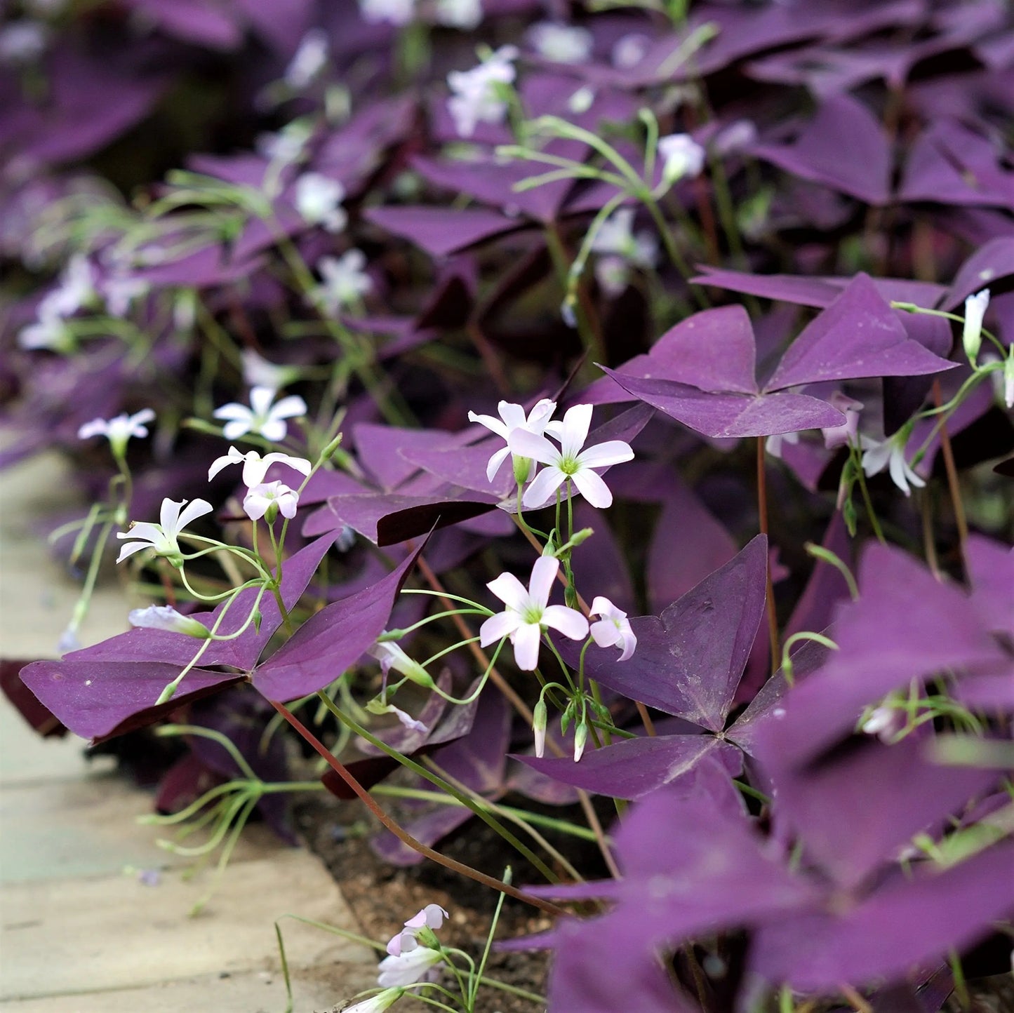 Easy to Grow Oxalis Triangularis 'Purple Shamrocks' Plant Bulbs (20 Pack) - Dark Purple Foliage & Light Pink Flowering Blooms for Indoor or Outdoor Gardens Easy to Grow