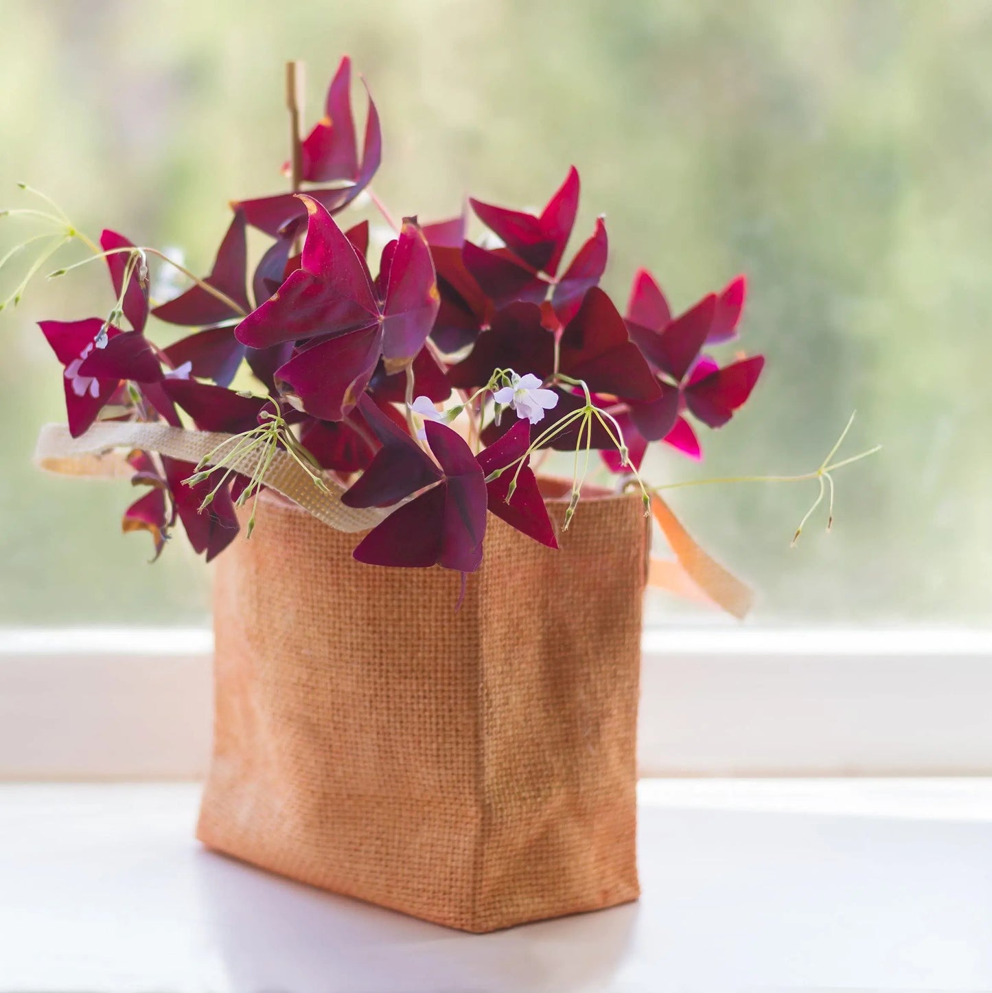 Easy to Grow Oxalis Triangularis 'Purple Shamrocks' Plant Bulbs (20 Pack) - Dark Purple Foliage & Light Pink Flowering Blooms for Indoor or Outdoor Gardens - π Blu Rose's Garden LLC π