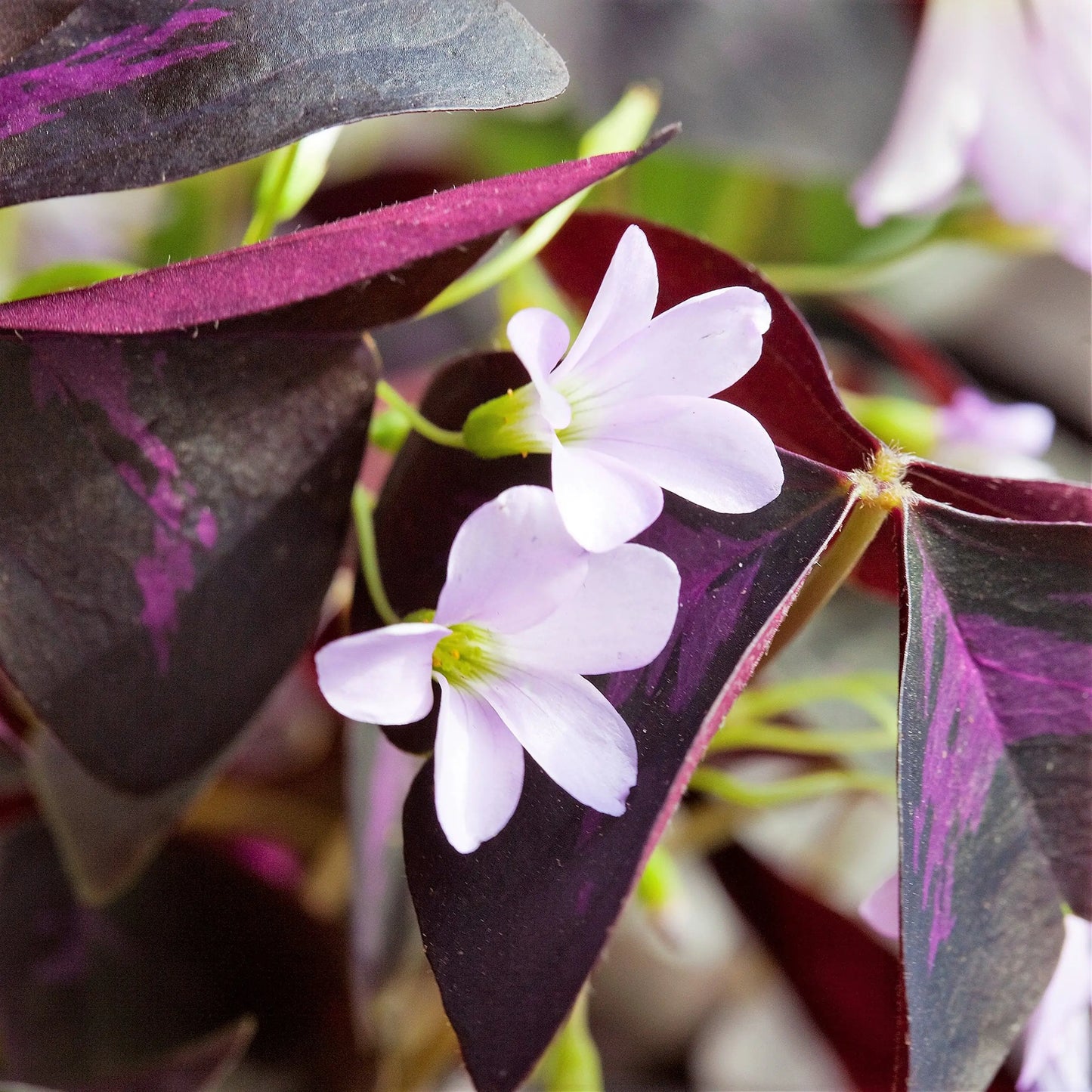 Easy to Grow Oxalis Triangularis 'Purple Shamrocks' Plant Bulbs (20 Pack) - Dark Purple Foliage & Light Pink Flowering Blooms for Indoor or Outdoor Gardens - π Blu Rose's Garden LLC π