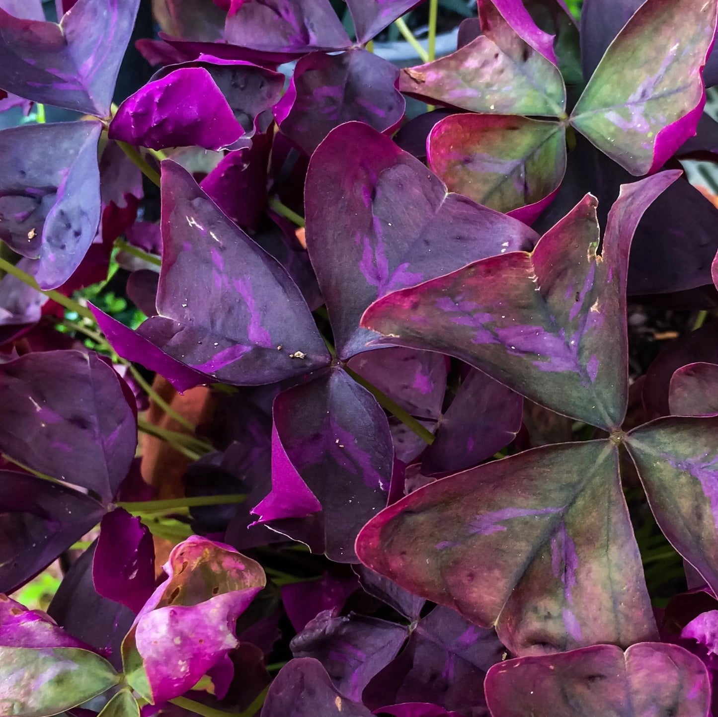 Easy to Grow Oxalis Triangularis 'Purple Shamrocks' Plant Bulbs (20 Pack) - Dark Purple Foliage & Light Pink Flowering Blooms for Indoor or Outdoor Gardens - π Blu Rose's Garden LLC π