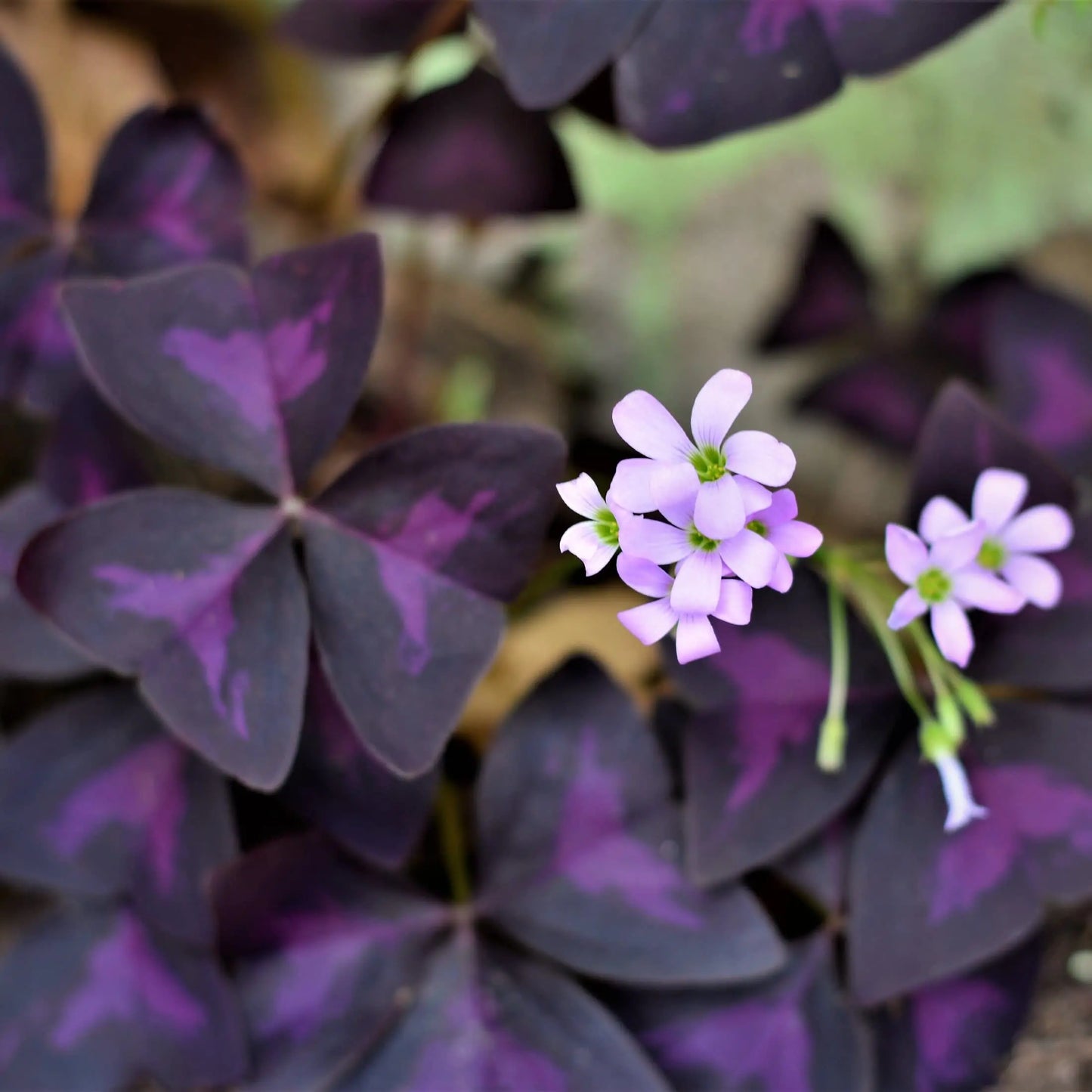 Easy to Grow Oxalis Triangularis 'Purple Shamrocks' Plant Bulbs (20 Pack) - Dark Purple Foliage & Light Pink Flowering Blooms for Indoor or Outdoor Gardens - π Blu Rose's Garden LLC π