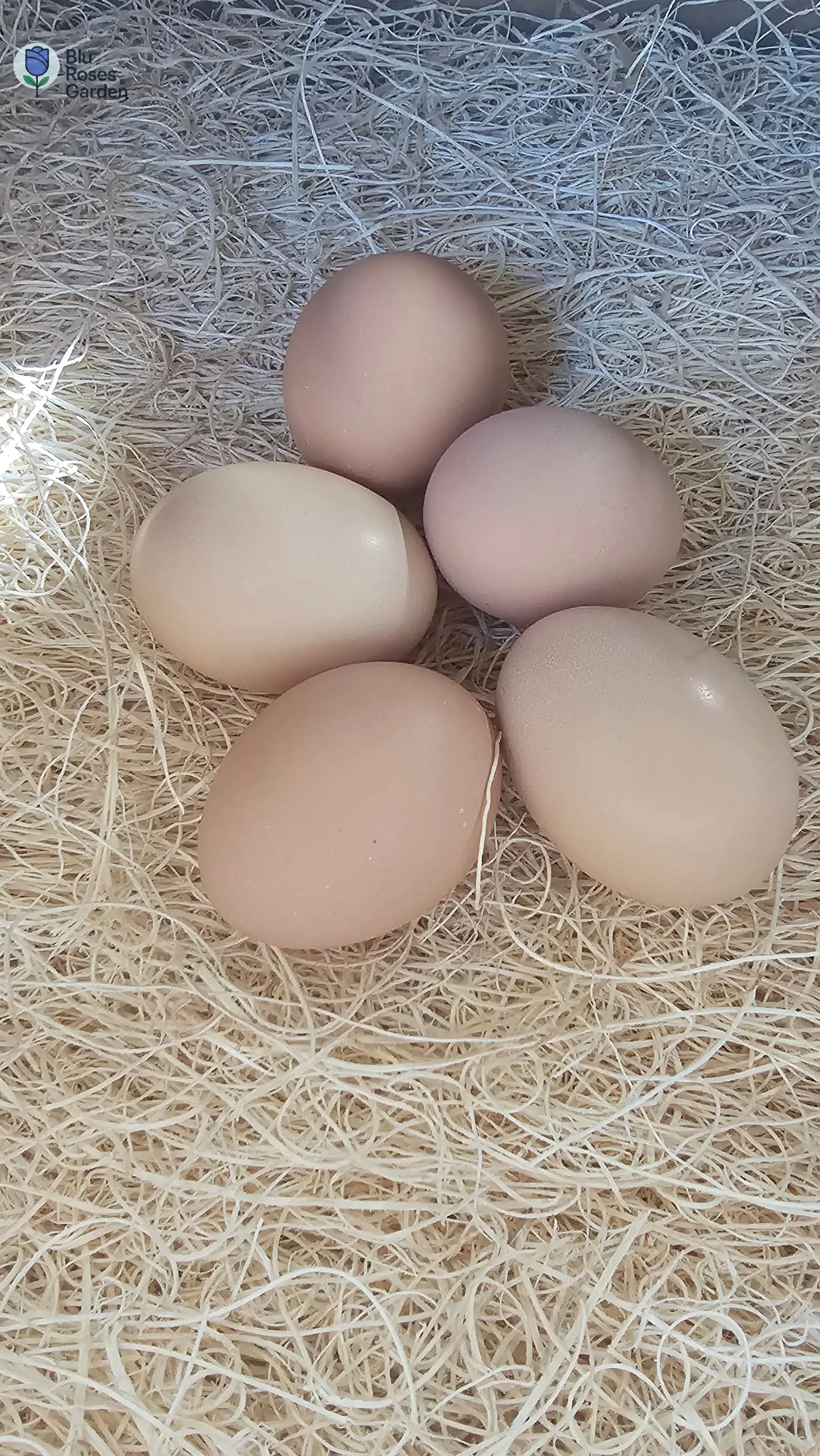 Half Dozen Farm-Fresh Eggs – $3 (Washed or Unwashed) | Local Pickup Only 💙 Blu Rose's Garden LLC 💙 💙 Blu Rose's Garden LLC 💙