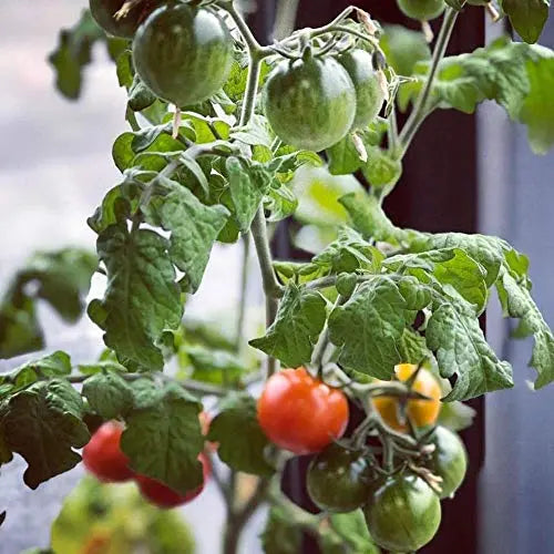 Back to the Roots Cherry Tomato Organic Windowsill Planter Kit - Grows Year Round, Includes Everything Needed For Planting - π Blu Rose's Garden LLC π