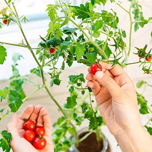 Back to the Roots Cherry Tomato Organic Windowsill Planter Kit - Grows Year Round, Includes Everything Needed For Planting - π Blu Rose's Garden LLC π