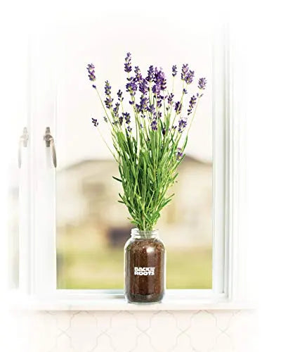 Back to the Roots Lavender Organic Windowsill Planter Kit - Grows Year Round, Includes Everything Needed for Planting - 💙 Blu Rose's Garden LLC 💙
