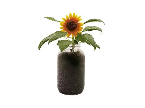 Back to the Roots Sunflower Organic Windowsill Planter Kit - Grows Year Round, Includes Everything Needed for Planting - π Blu Rose's Garden LLC π