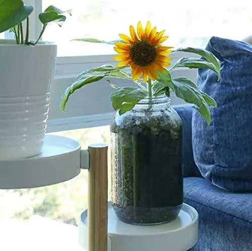 Back to the Roots Sunflower Organic Windowsill Planter Kit - Grows Year Round, Includes Everything Needed for Planting - π Blu Rose's Garden LLC π