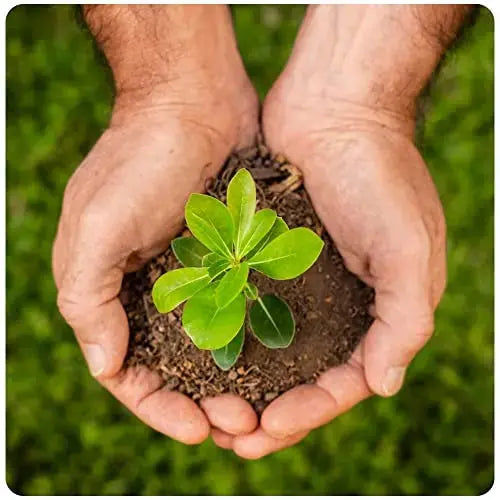 Premium Coco Coir Brick - 11 Pound / 5KG Coconut Coir - 100% Organic and Eco-Friendly - OMRI Listed - Natural Compressed Growing Medium - Potting Soil Substrate for Gardens, Seeds and Plants - π Blu Rose's Garden LLC π
