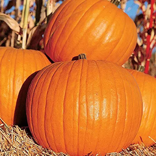 Seeds of Change Certified Organic Howden Pumpkin - π Blu Rose's Garden LLC π