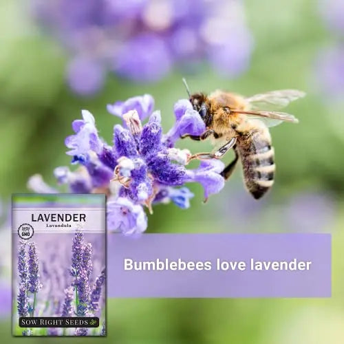Sow Right Seeds - Lavender Seeds for Planting; Non-GMO Heirloom Seeds with Instructions to Plant and Grow a Beautiful Indoor or Outdoor herb Garden; Great Gardening Gift - π Blu Rose's Garden LLC π