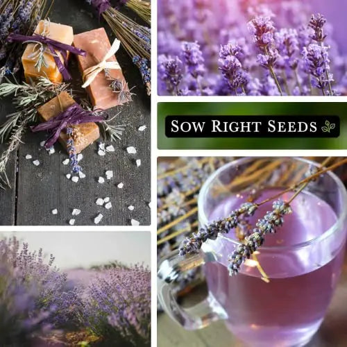 Sow Right Seeds - Lavender Seeds for Planting; Non-GMO Heirloom Seeds with Instructions to Plant and Grow a Beautiful Indoor or Outdoor herb Garden; Great Gardening Gift - π Blu Rose's Garden LLC π