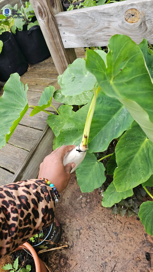 Elephant Ear Cuttings Online | Easy Indoor Houseplant Starts – Blu Roses Garden 💙 Blu Rose's Garden LLC 💙 💙 Blu Rose's Garden LLC 💙
