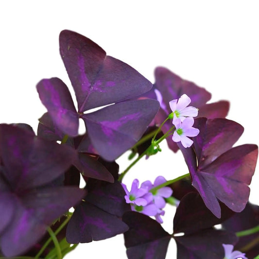 Easy to Grow Oxalis Triangularis 'Purple Shamrocks' Plant Bulbs (20 Pack) - Dark Purple Foliage & Light Pink Flowering Blooms for Indoor or Outdoor Gardens - 💙 Blu Rose's Garden LLC 💙