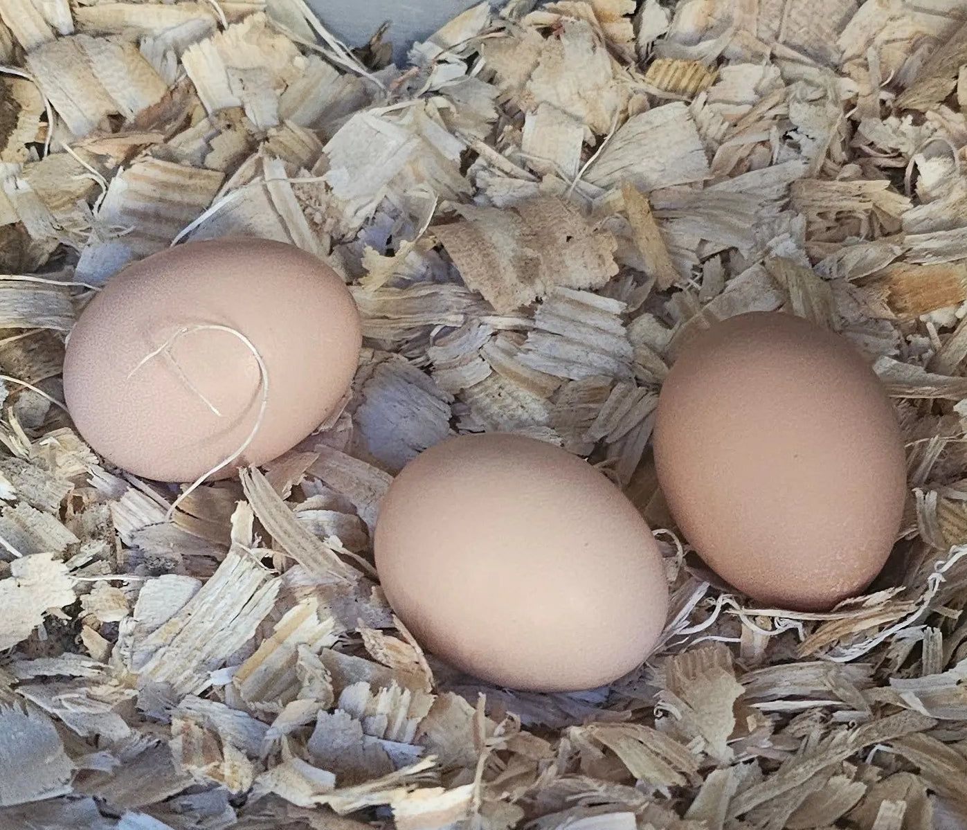 Half Dozen Farm-Fresh Eggs – $3 (Washed or Unwashed) | Local Pickup Only 💙 Blu Rose's Garden LLC 💙 💙 Blu Rose's Garden LLC 💙