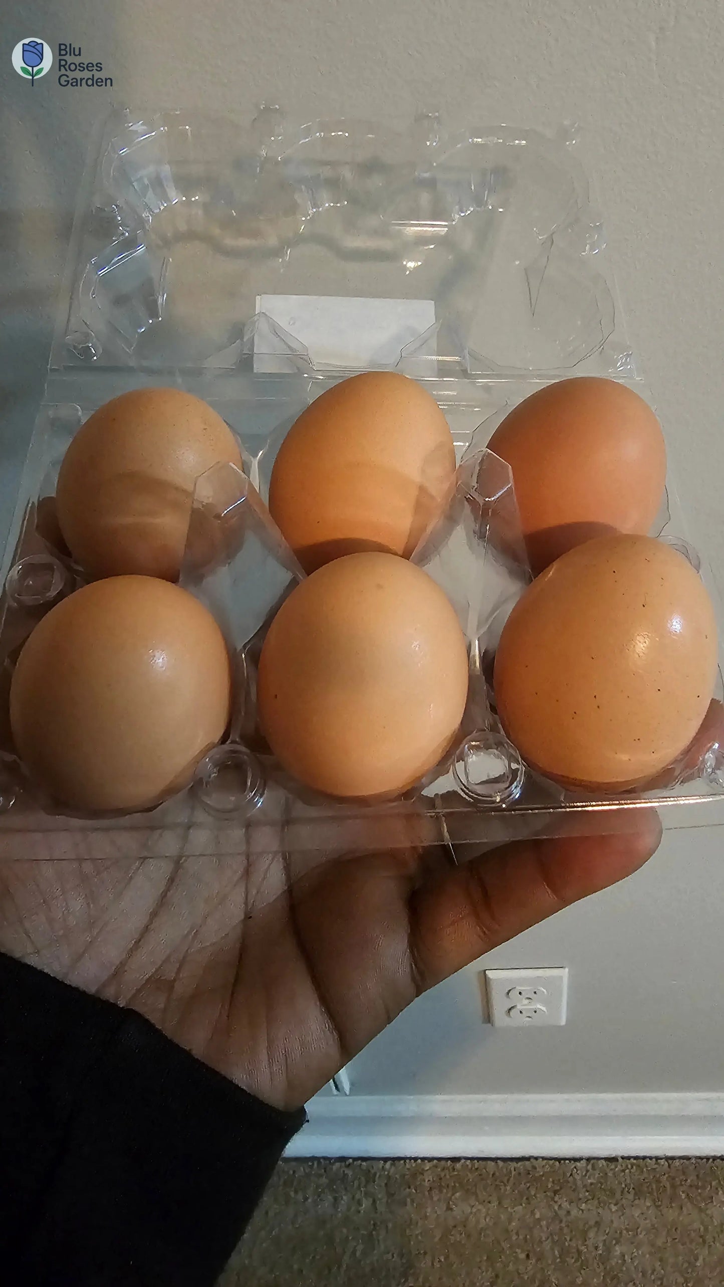 Half Dozen Farm-Fresh Eggs – $3 (Washed or Unwashed) | Local Pickup Only 💙 Blu Rose's Garden LLC 💙 💙 Blu Rose's Garden LLC 💙
