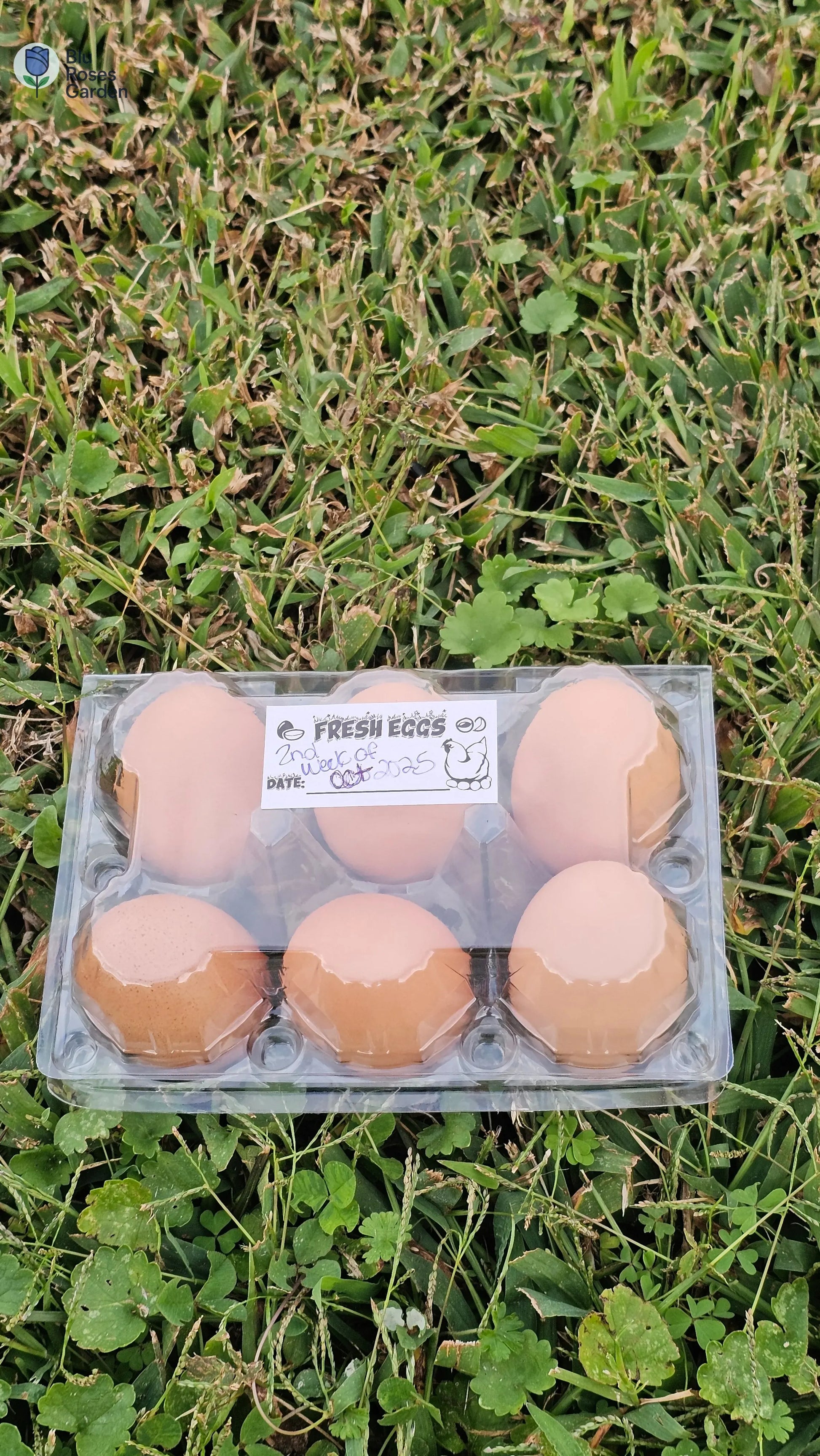 Half Dozen Farm-Fresh Eggs – $3 (Washed or Unwashed) | Local Pickup Only 💙 Blu Rose's Garden LLC 💙 💙 Blu Rose's Garden LLC 💙