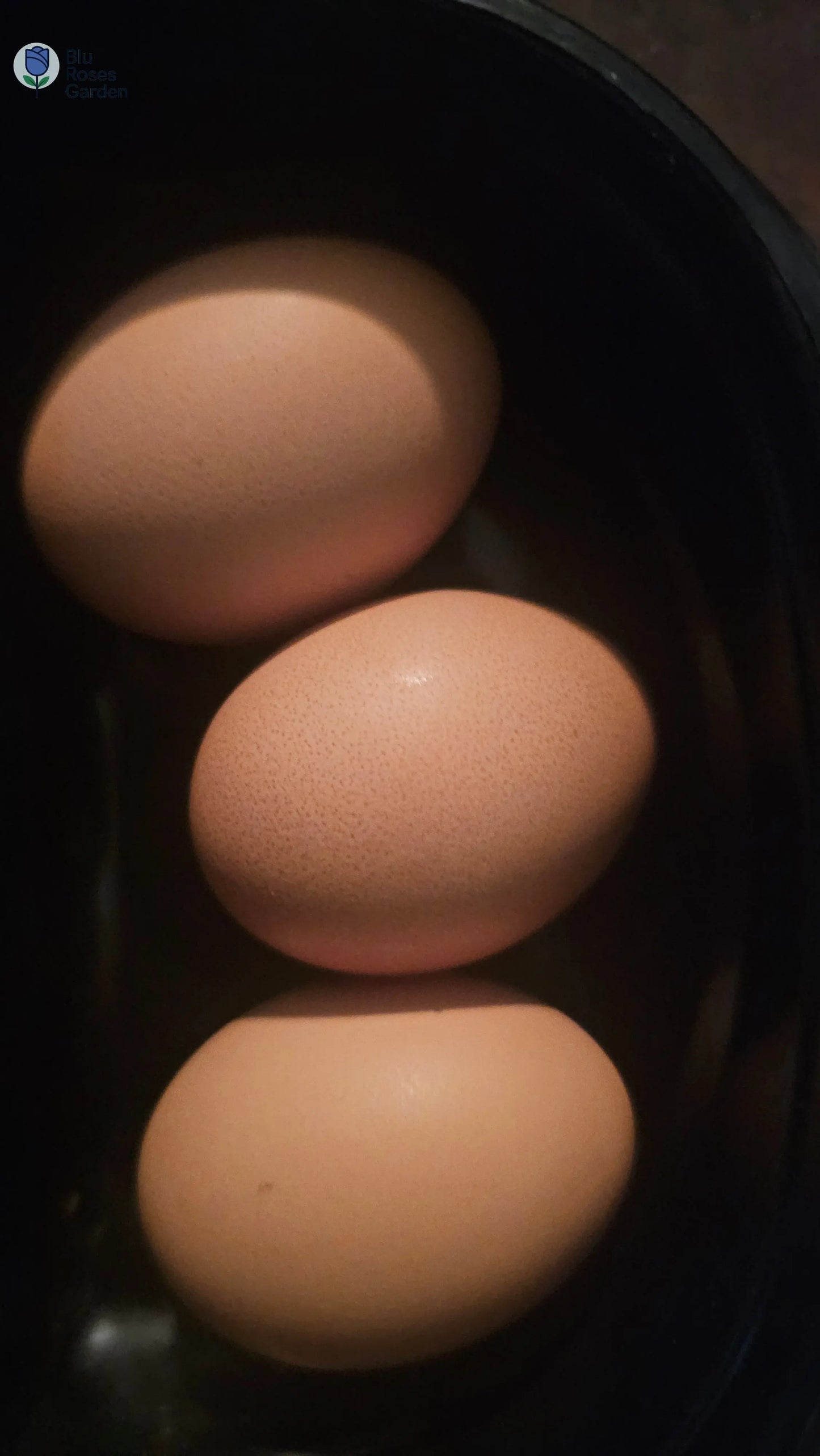 Half Dozen Farm-Fresh Eggs – $3 (Washed or Unwashed) | Local Pickup Only 💙 Blu Rose's Garden LLC 💙 💙 Blu Rose's Garden LLC 💙