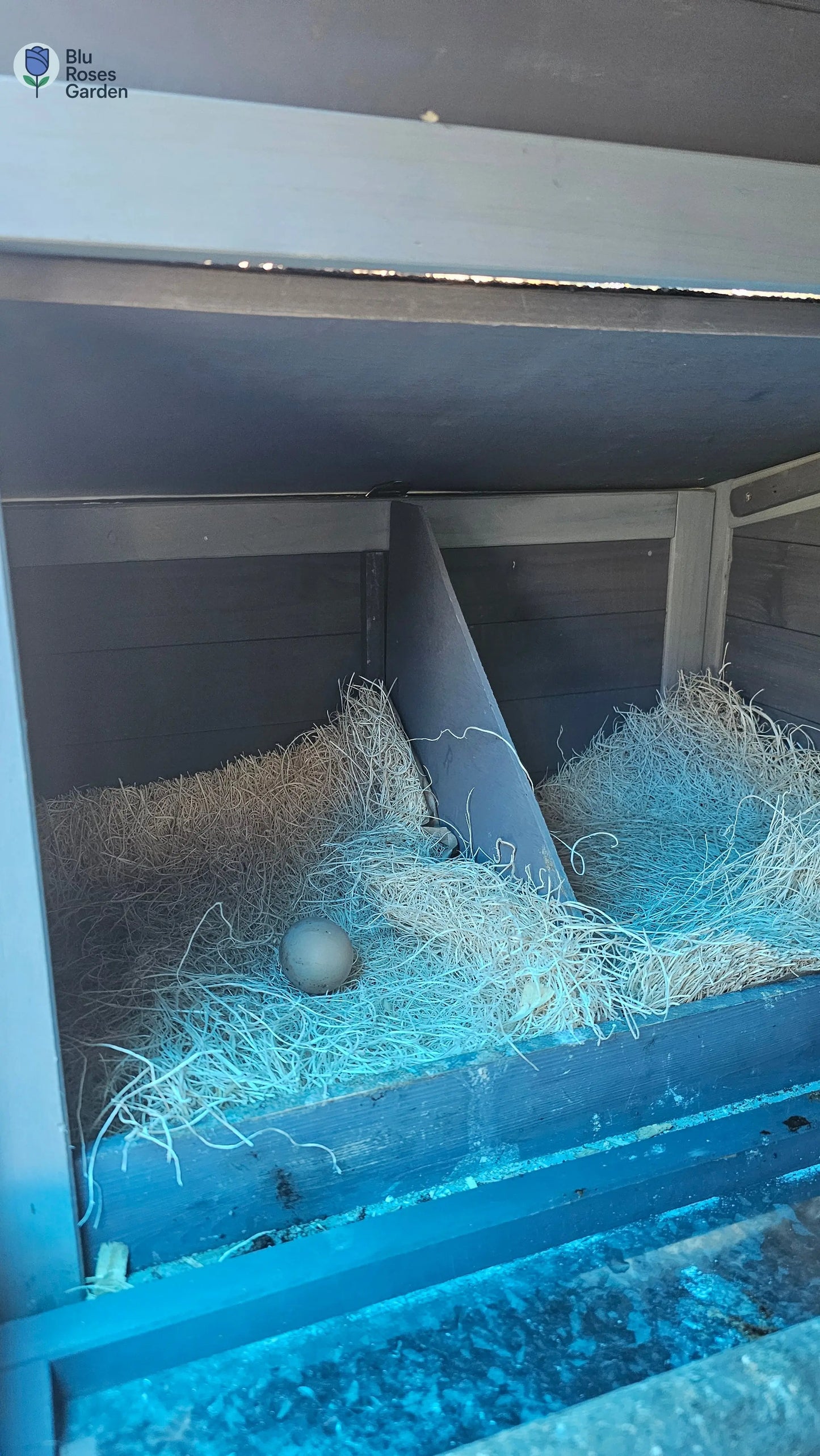 Half Dozen Farm-Fresh Eggs – $3 (Washed or Unwashed) | Local Pickup Only 💙 Blu Rose's Garden LLC 💙 💙 Blu Rose's Garden LLC 💙