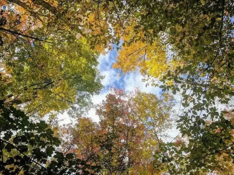 Life Reset Sessions 💙 Blu Rose's Garden LLC 💙 💙 Blu Rose's Garden LLC 💙