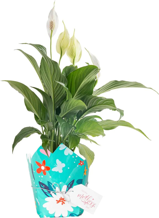 Peace Lily, Live Indoor Plant Delivery with Flowers, Easy to Grow Houseplant in Gift Wrap, Potting Soil, Thinking of You, Get Well Soon Gift, Room Decor, 1 Foot Tall