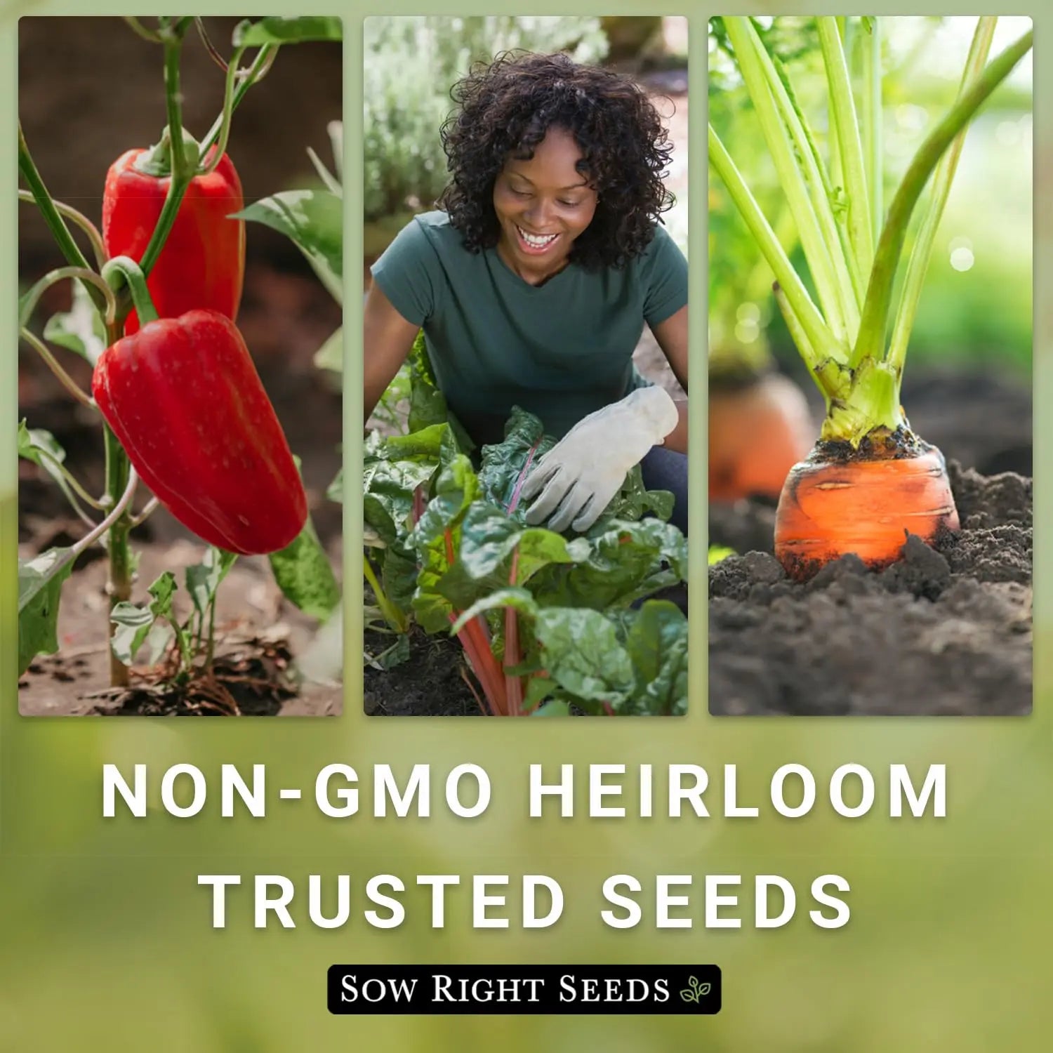 Sow Right Seeds - Yellow Crimson Sweet Watermelon Seed for Planting - Non-GMO Heirloom Packet with Instructions to Plant a Home Vegetable Garden - Rare Yellow Flesh Melon with Sweet Flavor (1) Sow Right Seeds