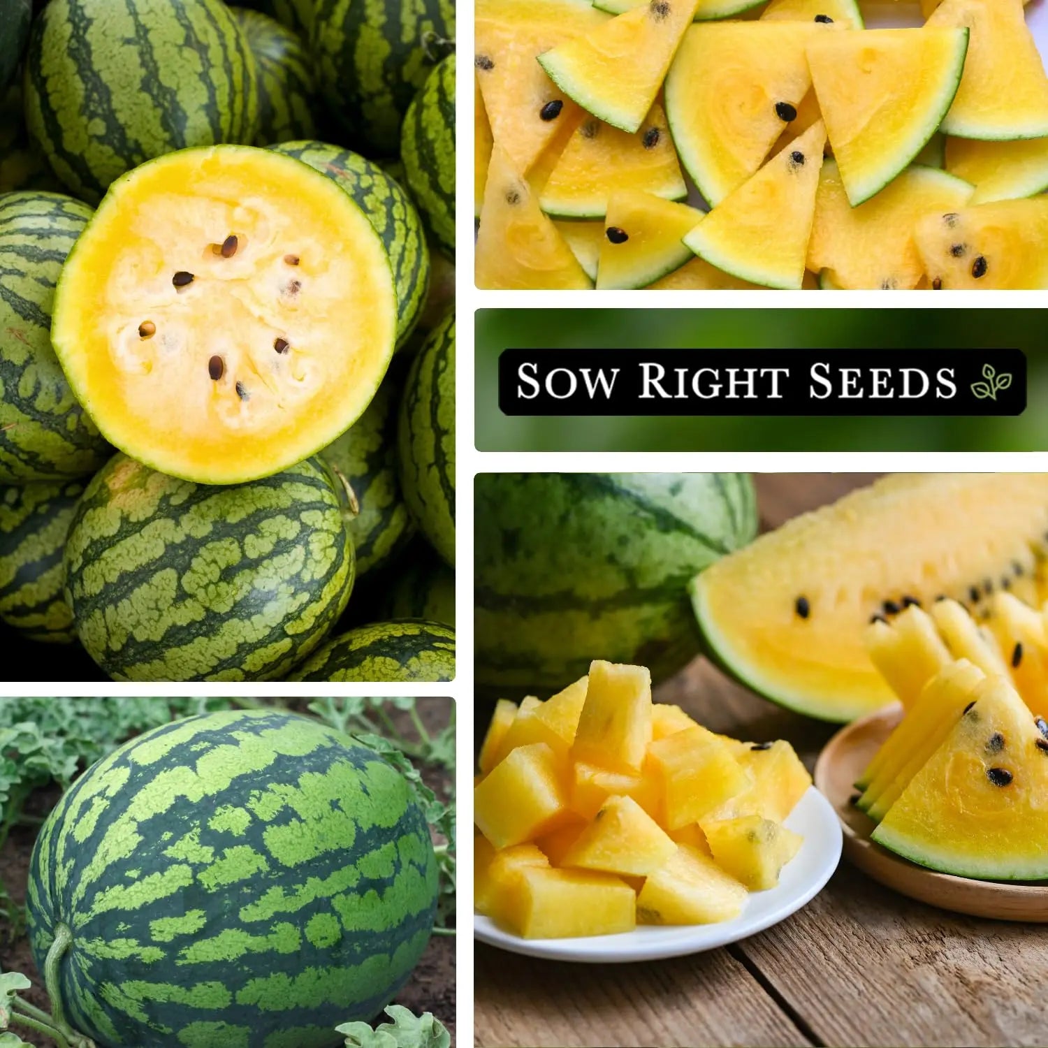 Sow Right Seeds - Yellow Crimson Sweet Watermelon Seed for Planting - Non-GMO Heirloom Packet with Instructions to Plant a Home Vegetable Garden - Rare Yellow Flesh Melon with Sweet Flavor (1) Sow Right Seeds
