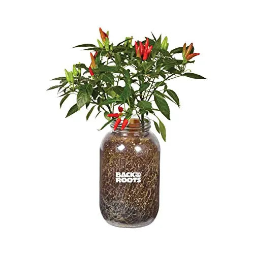 Back to the Roots Non-GMO Chili Planter, Grow Organic Chili Peppers Year Round, Windowsill Grow Kit, Top Gardening Gift, Holiday Gift, & Unique Gift - 💙 Blu Rose's Garden LLC 💙