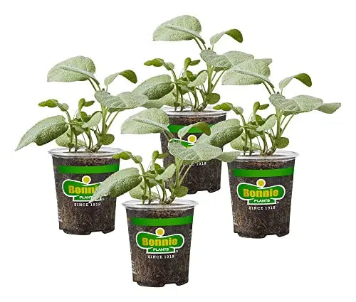 Bonnie Plants Garden Sage Live Herb Plants - 4 Pack, Easy To Grow, Non-GMO, Perennial In Zones 5 to 8, Key Ingredient Of Poultry Seasoning & Turkey Stuffing - 💙 Blu Rose's Garden LLC 💙