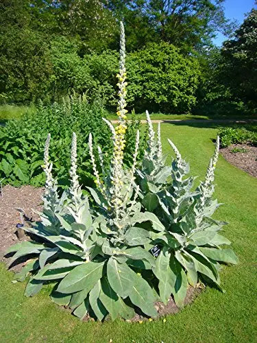 Bulk 100 Seeds Mullein Seed Ornamental Plant Flowering Medicinal - 💙 Blu Rose's Garden LLC 💙