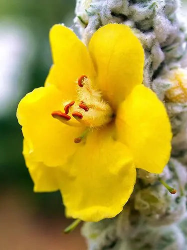 Bulk 100 Seeds Mullein Seed Ornamental Plant Flowering Medicinal - 💙 Blu Rose's Garden LLC 💙