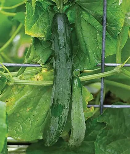 Burpee Sweet Success Slicing Cucumber Seeds 20 seeds - 💙 Blu Rose's Garden LLC 💙