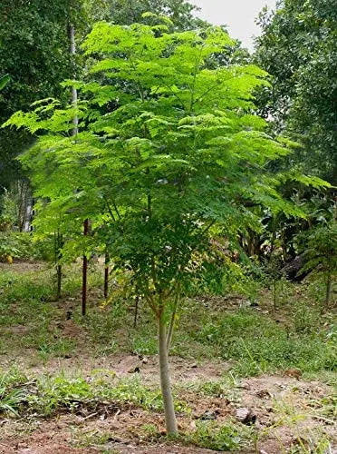 GreenCreator 25 Seeds of The Tree of Life - The Moringa Tree Easy to Grow, Fast Growing Tree - 💙 Blu Rose's Garden LLC 💙