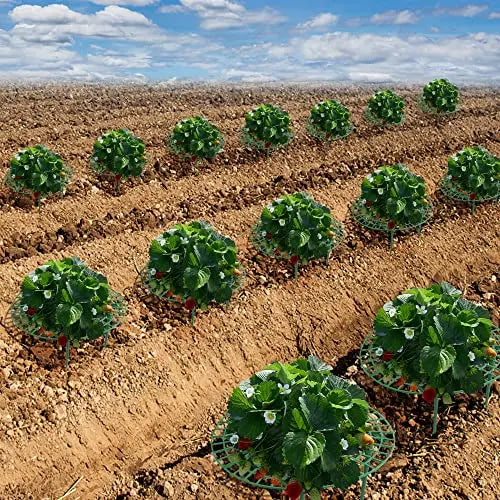Iceyyyy 10 Pack Strawberry Plant Support Strawberry Growing Racks/ Frame (10, A) - 💙 Blu Rose's Garden LLC 💙