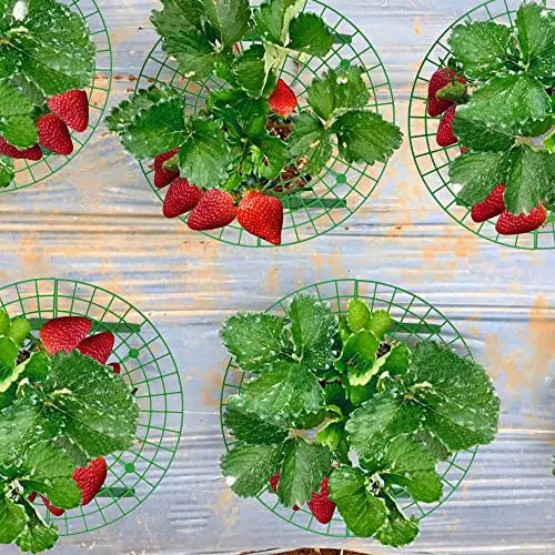 Iceyyyy 10 Pack Strawberry Plant Support Strawberry Growing Racks/ Frame (10, A) - 💙 Blu Rose's Garden LLC 💙